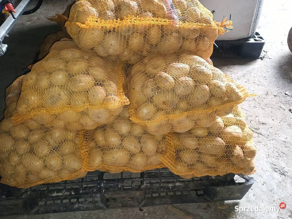 Sprzedam ziemniaki Soraya Opoczno