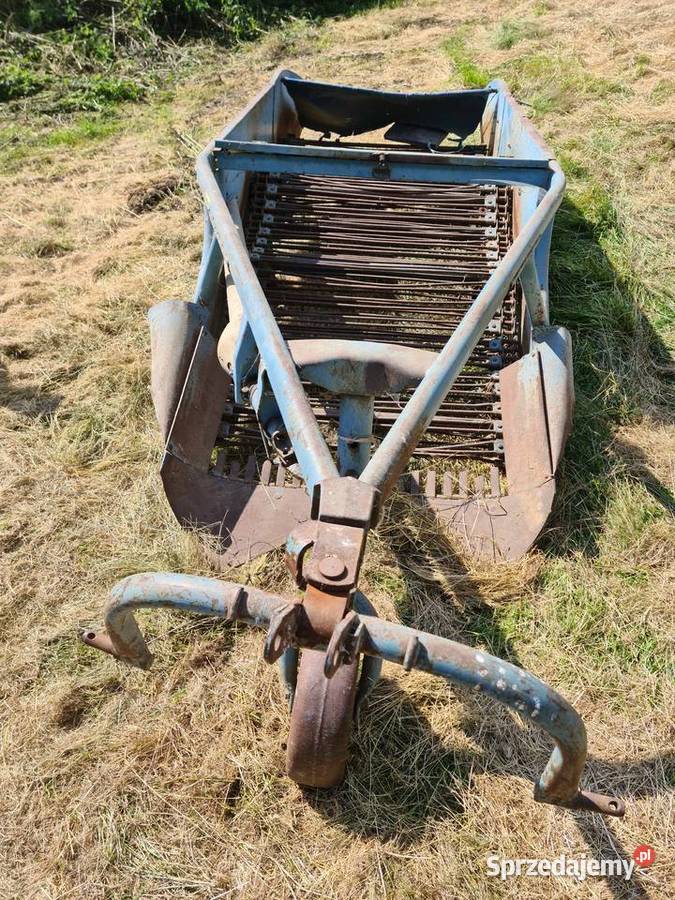 Kopaczka dwurzedowa nieuszkodzony Krzewie Wielkie