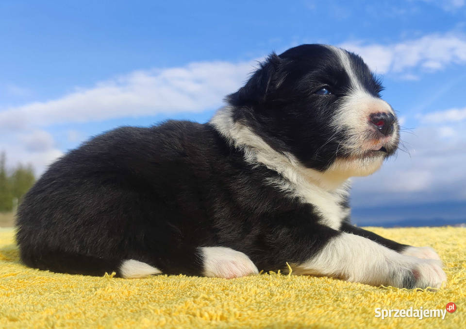 Piękny pies Border Collie rasowy szczeniak z Pozostałe Iwonicz