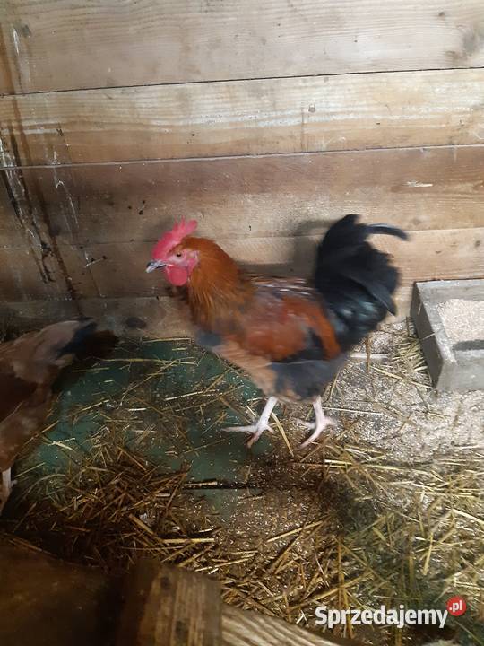 Kogut koguty zielononóżki Wietrzno
