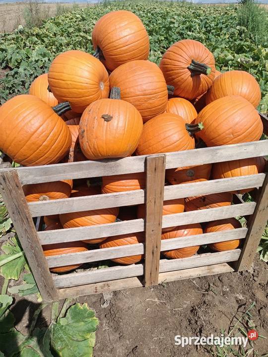 Dynia premium halloween ozdobna 510 Katowice