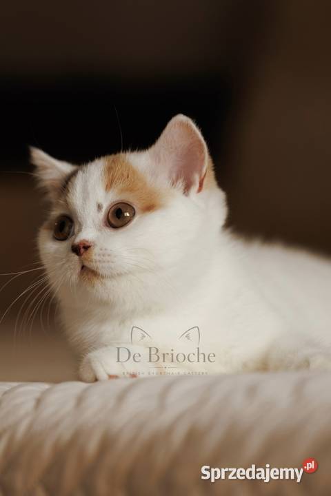 British Shorthair Kotka Chocolate Tortie Ożarów
