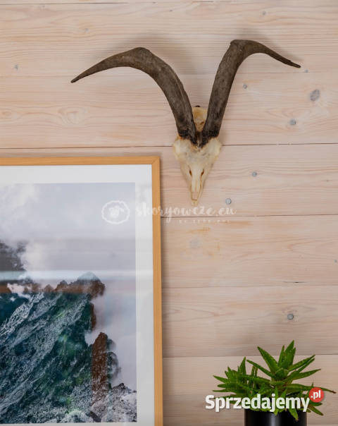 Czaszka naturalna prawdziwa czaszka z owcy z małopolskie Szaflary