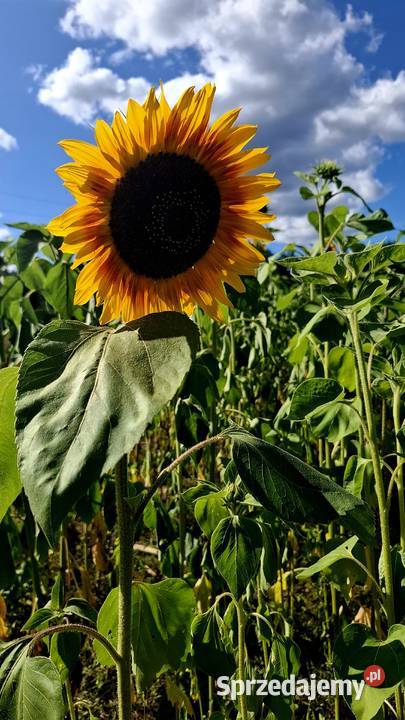 Słonecznik ozdobny na kwiat cięty Drogoszewo