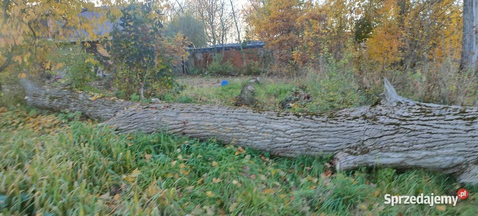 Kłoda topolowa sprzedam Ogrzewanie lubelskie Tokarówka