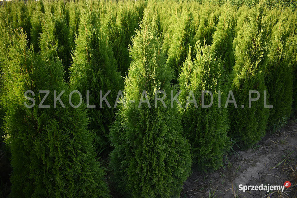 Tuja Smaragd Szmaragd Thuja Żywotnik zachodni łódzkie Łódź