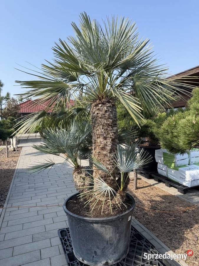 Sprzedam piękne palmy do ogrodu Wrocław