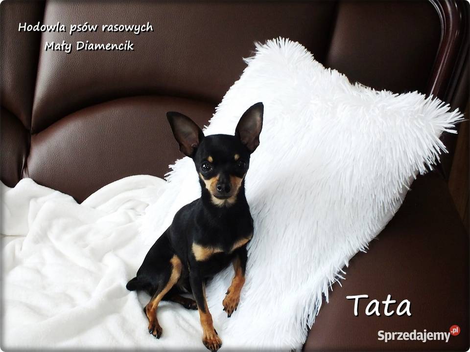 Ultra MINI Sunia KOKO Pinczer miniaturowy