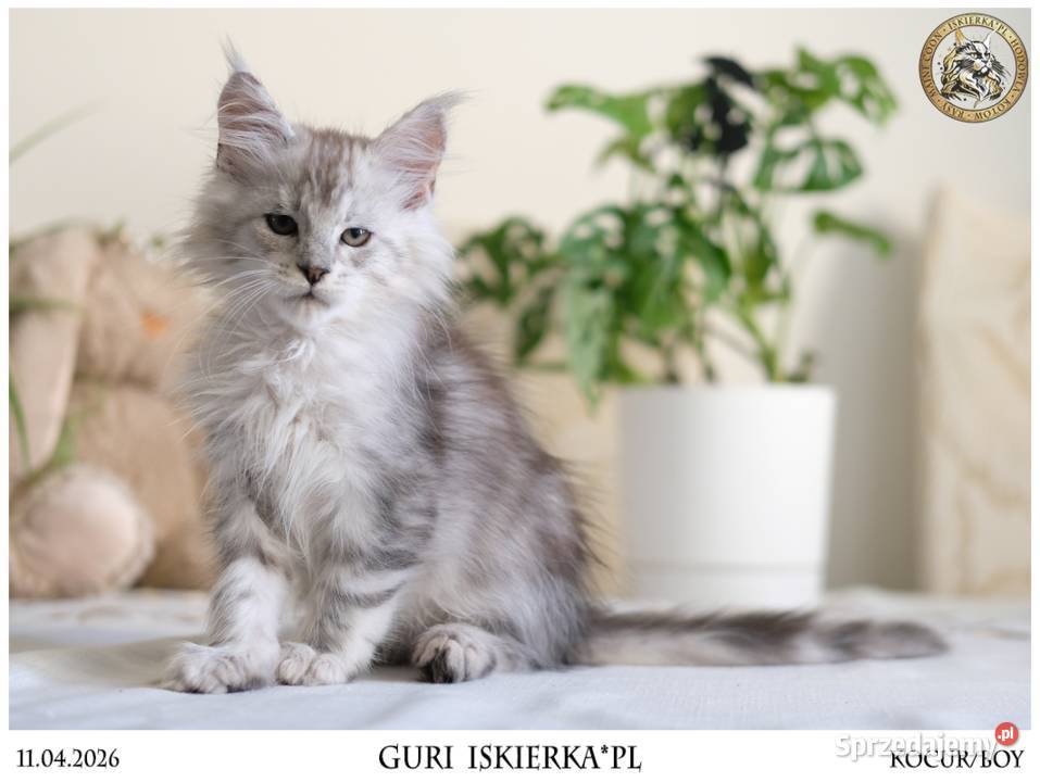 Guri uroczy jegomość kocurek maine coon Warszawa