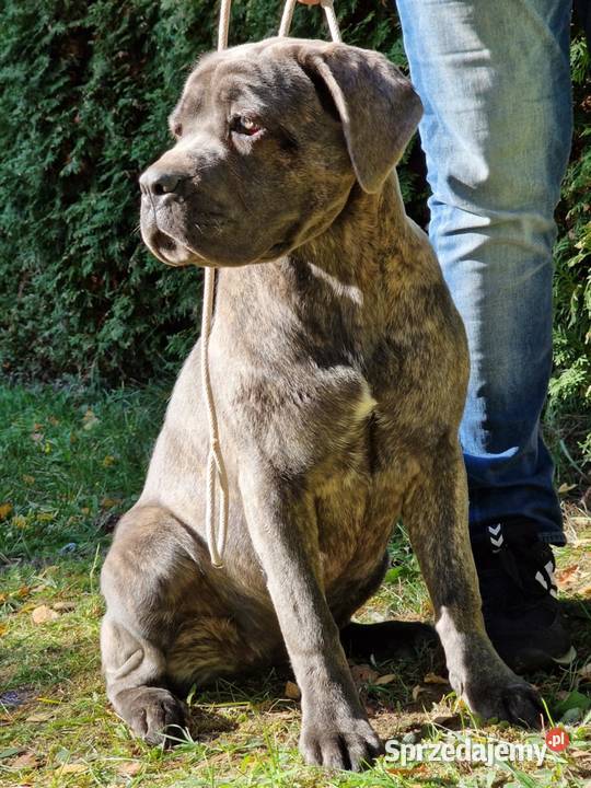 Cane Corso FCI Jakubowice Konińskie