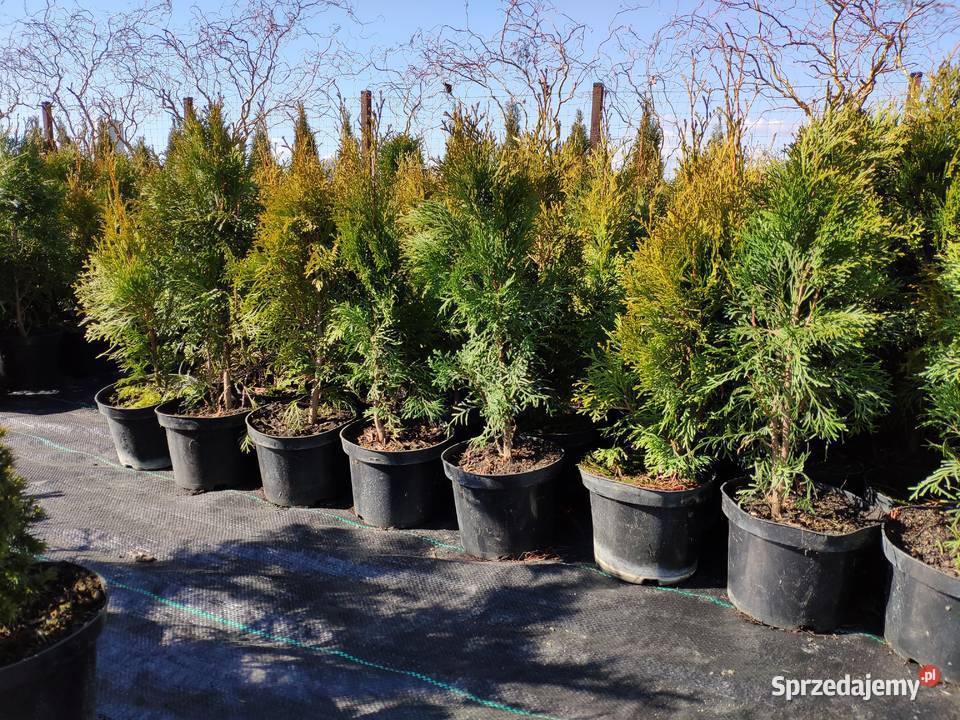 TUJA SZMARAGD 2570 PROMOCJA Thuja Smaragd Nowa Jabłona