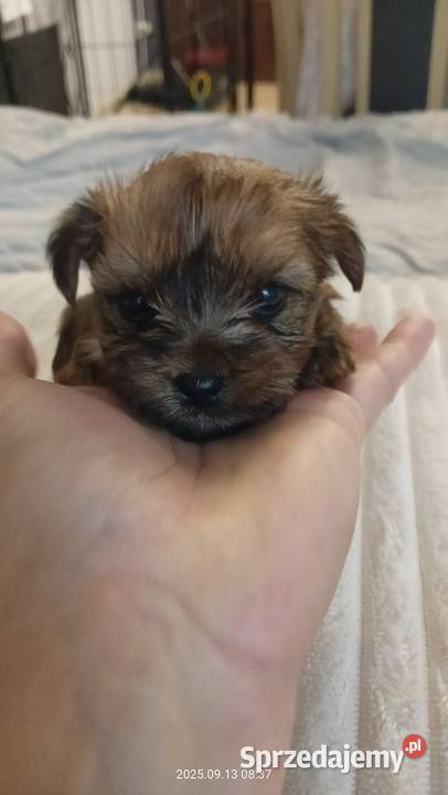 Jedna dziewczynka i dwóch chłopaków Mochała