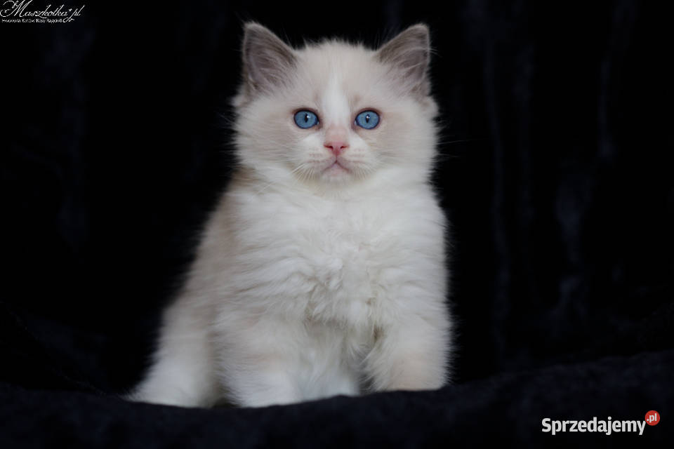 Ragdoll przepiękny kocurek blue bicolor z Stary Łajszczew