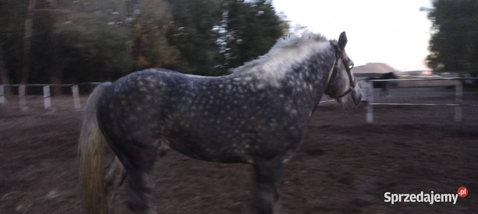 Sprzedam Ogiera zimnokrwistego