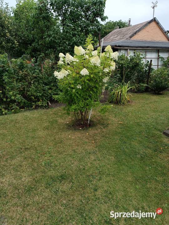 Sprzedam działkę Rodo Zabrze