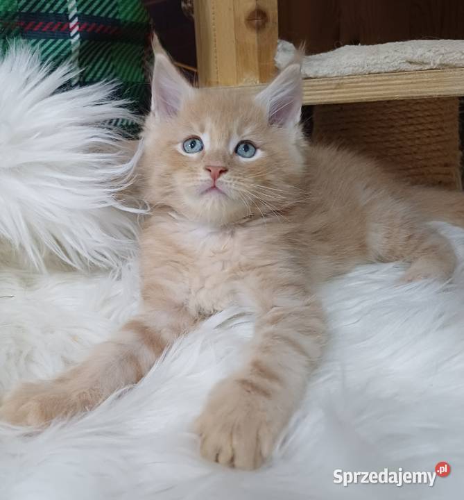 Maine Coon kocurek ds25 rodowód FPL Olkusz