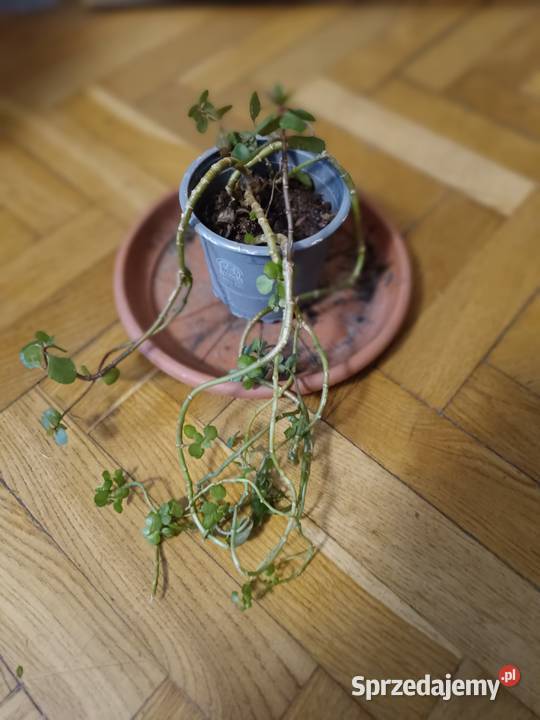 Kwiaty różne odmiany Rośliny pomorskie Gdańsk