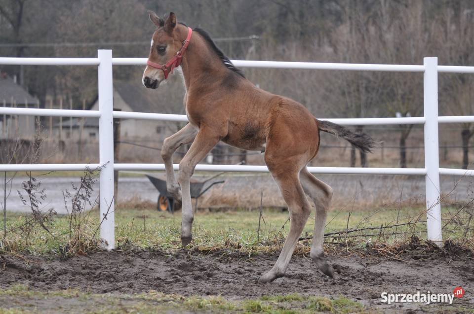 Ogierek małopolski źrebak Mogielnica