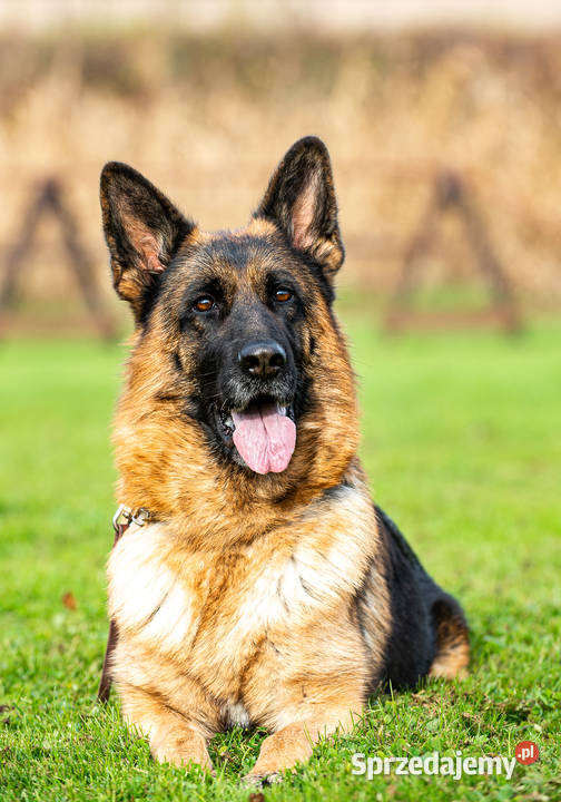 Owczarek Niemiecki krótkowłosy piesek FCI