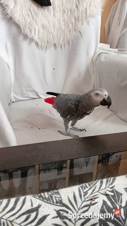 Papuga Żako samczyk Białystok sprzedam