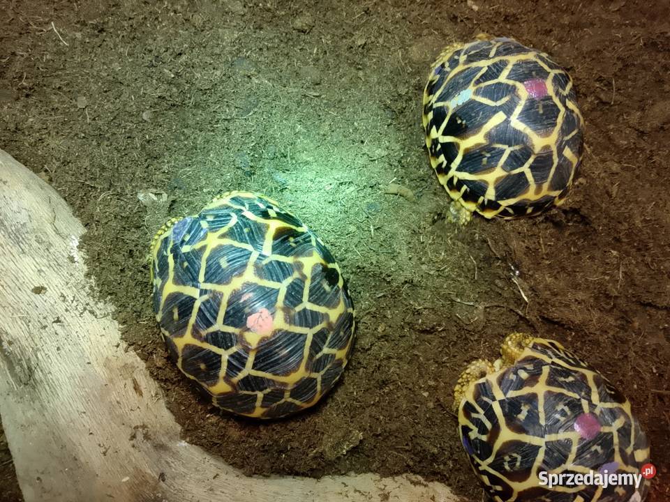 Żółw gwiaździsty lądowy Geochelone elegans Bielsko-Biała