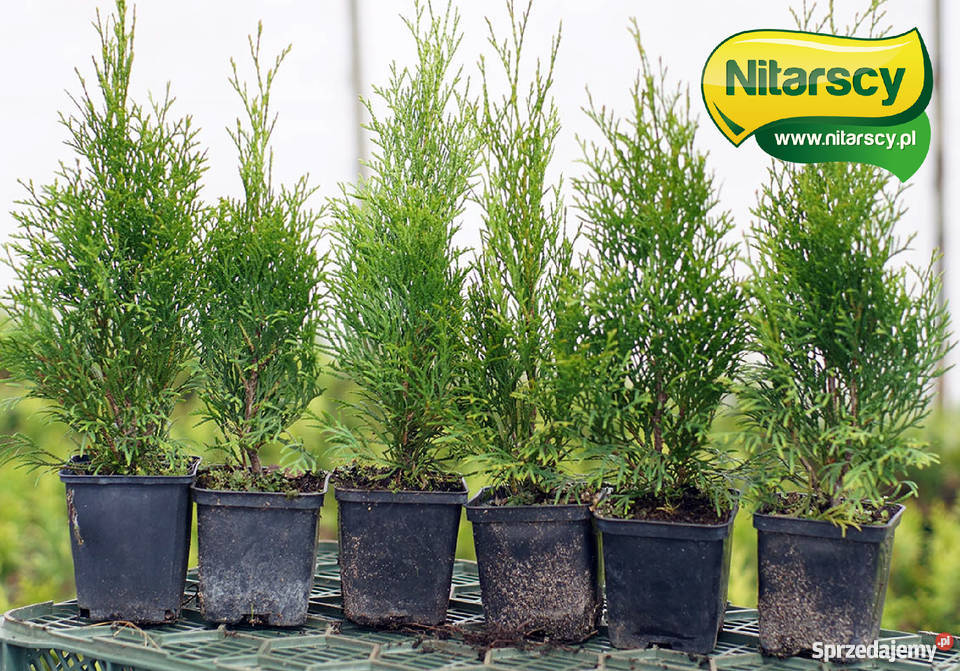 Tuja Tuje Szmaragd 25 35 Donica Wysyłamy Izbiczno
