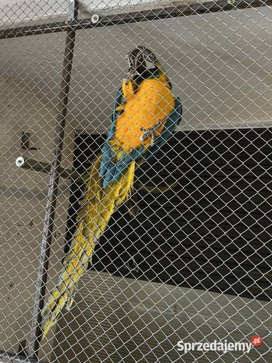 Ara ararauna samiec 22r Skała