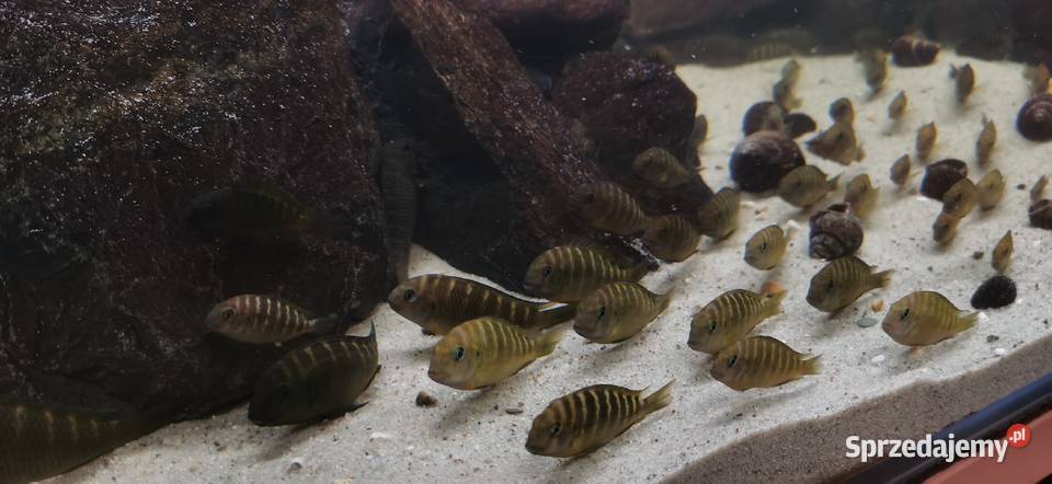 Tropheus sp Crescentic Mkuyu podkarpackie sprzedam