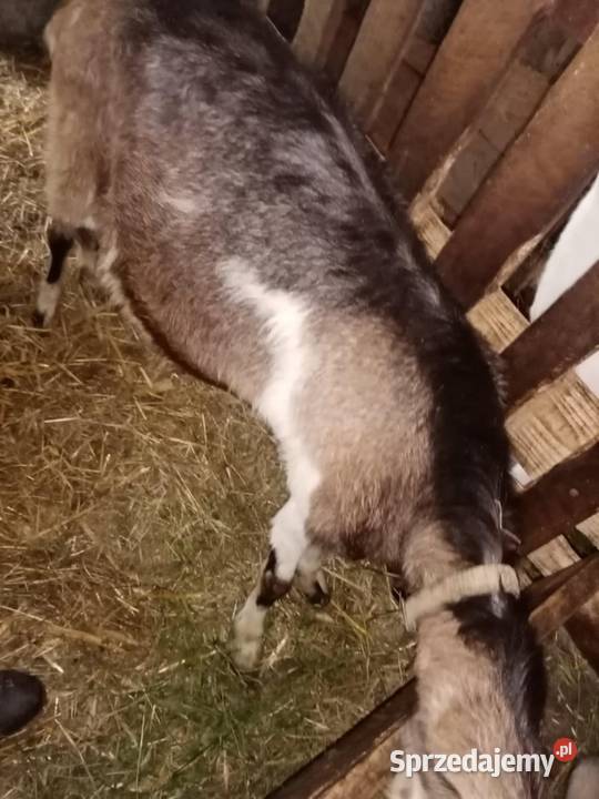 Sprzedam kozę z mlekiem Kozy Pilzno