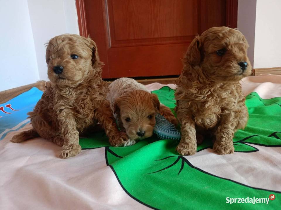 Maltipoo f1b Piesek małopolskie Miechów