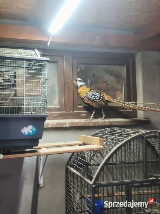 Ptaki bazanty Wrocław sprzedam