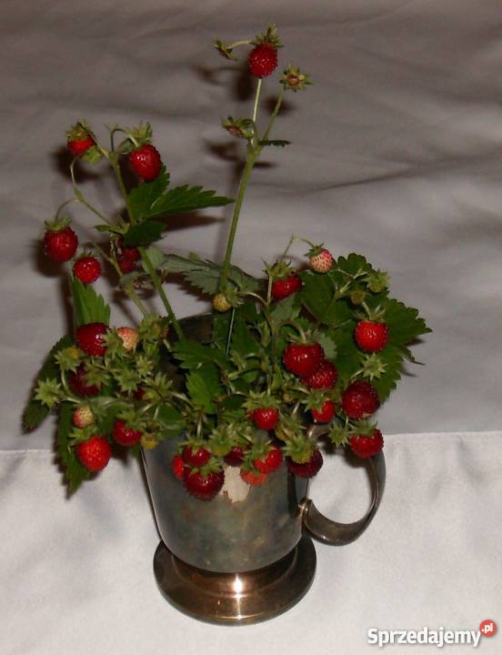 Poziomka jadalna bylina 15 7 Rośliny Bydgoszcz sprzedam