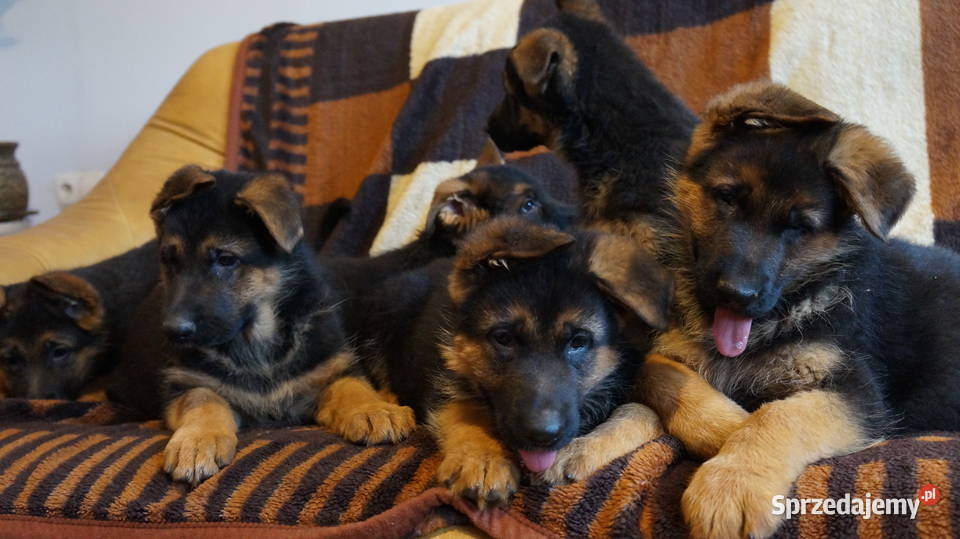 OWCZAREK NIEMIECKI SZCZENIĘTA Owczarek Bydgoszcz