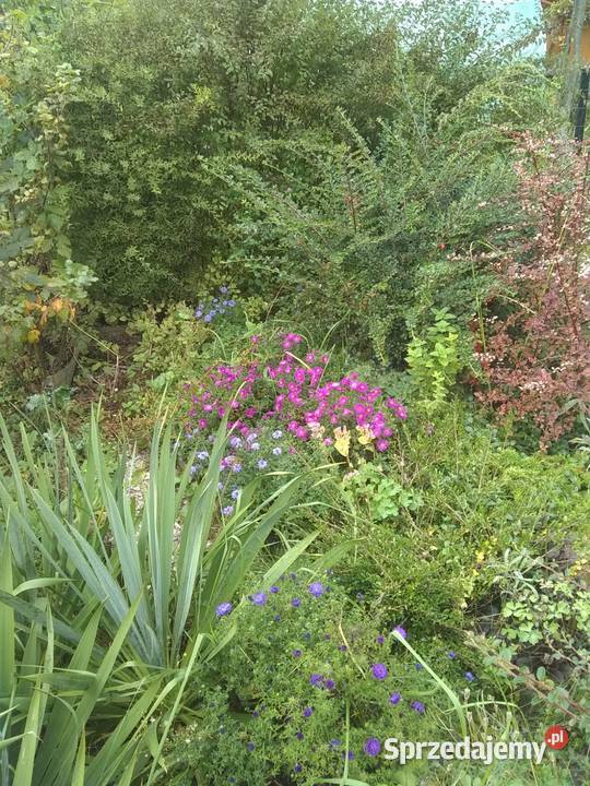 Działka ROD Żeromskiego Ostrowiec Świętokrzyski