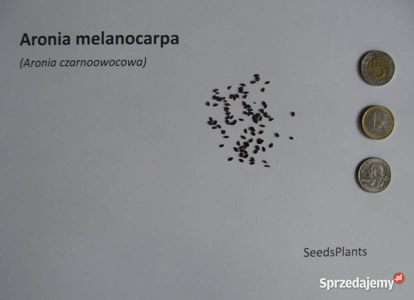 ARONIA CZARNOOWOCOWA Aronia melanocarpa NASIONA kujawsko-pomorskie
