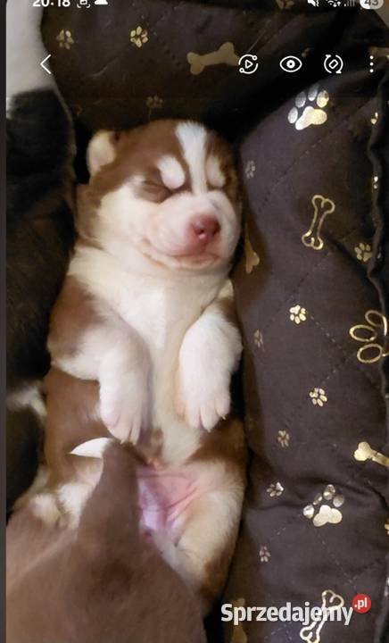 Husky Syberian Pies kujawsko-pomorskie Inowrocław