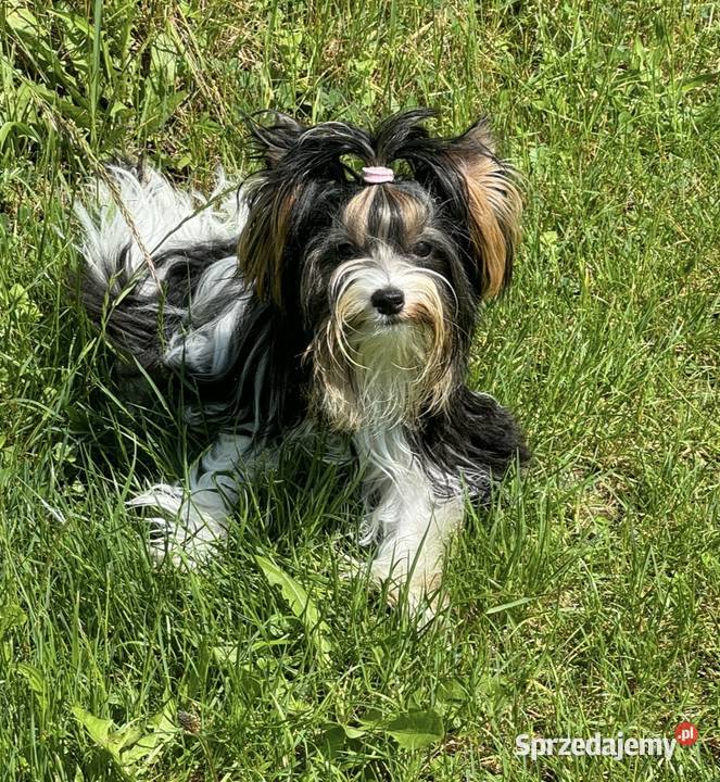 Suczki Biewer Yorkshire Terrier FCI ZKwP York Głuszyca