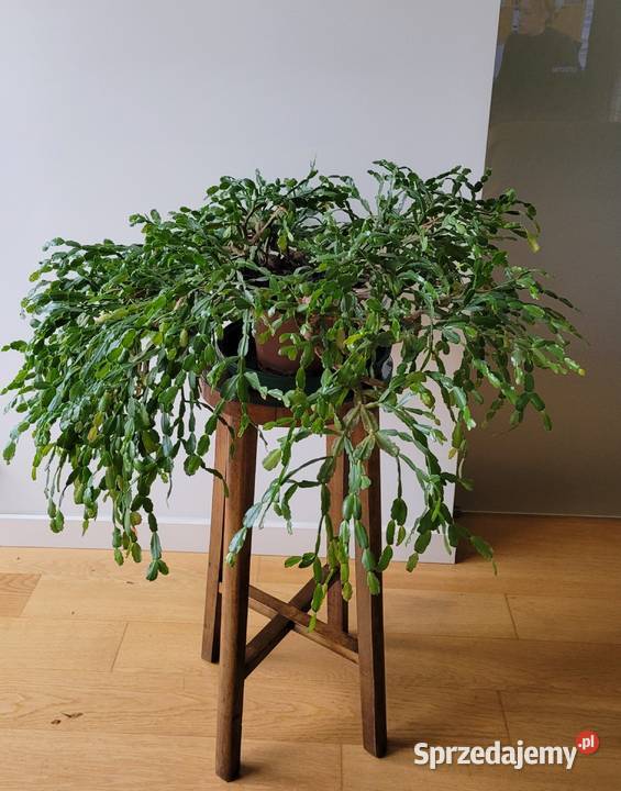 Zygokaktus grudnik Szlumbergera kaktus Warszawa sprzedam