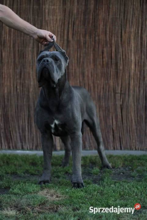 Szczeniaki Cane Corso ZKwP FCI Gończyce sprzedam