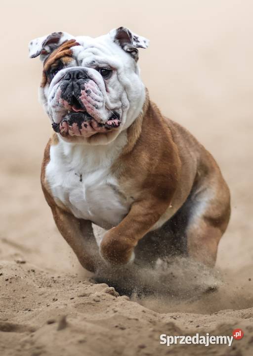 Buldog Angielski REPRODUKTOR krycie championem Bydgoszcz sprzedam