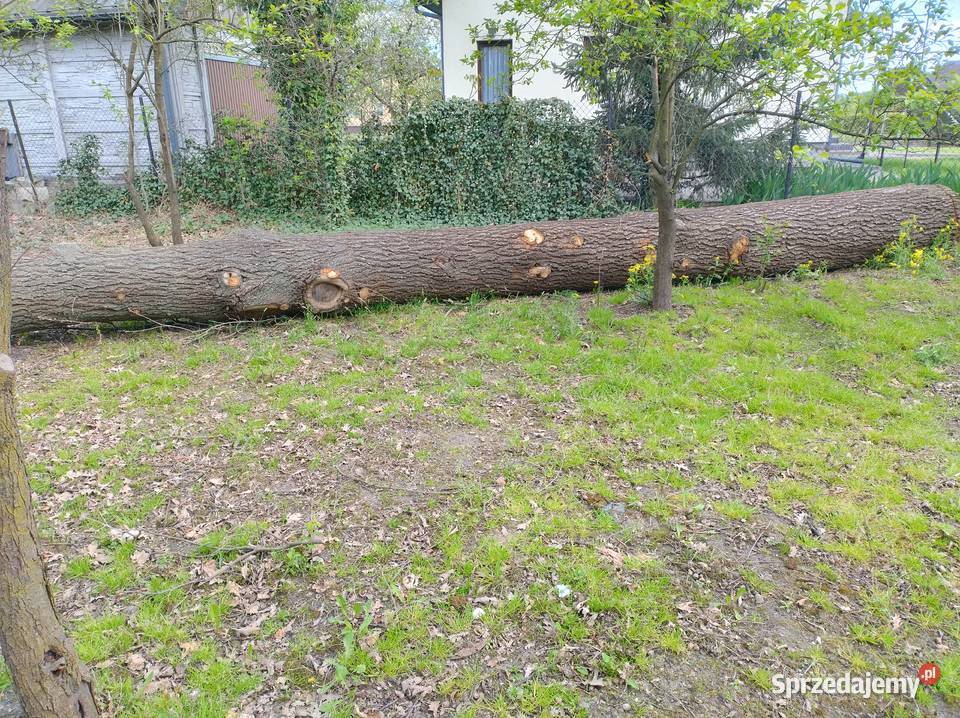 Sprzedam kłodę dębu Chmielnik