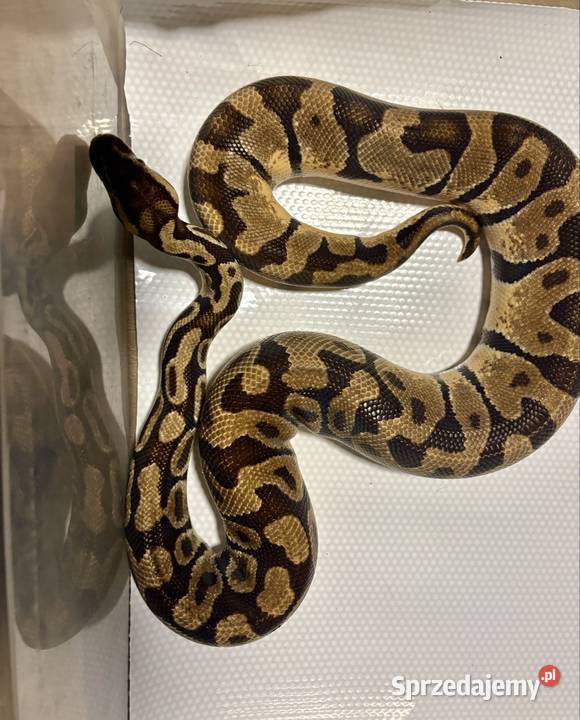 Pyton królewski python regius pastel enchi Kraków sprzedam