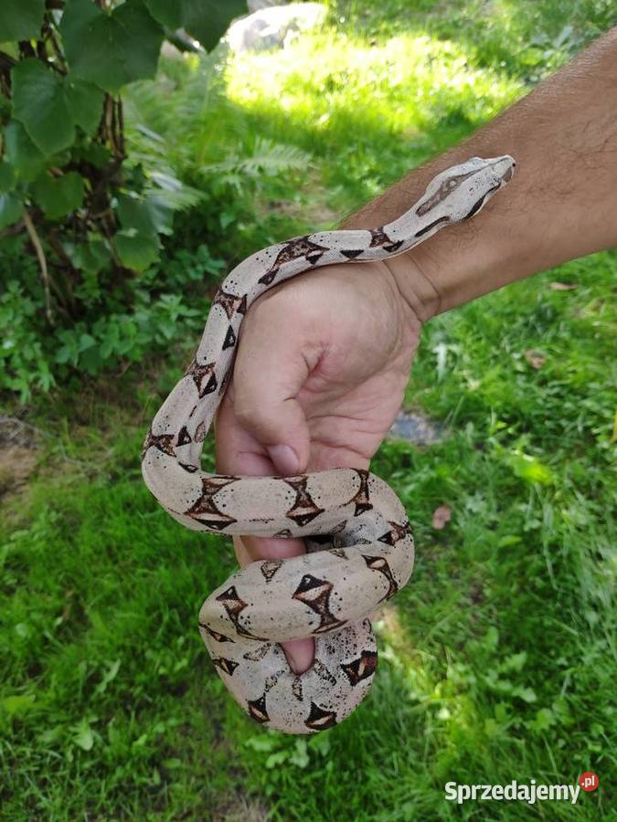 Boa constrictor imperator PASTEL poss het albino Gliwice sprzedam
