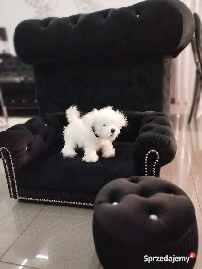 Legowisko kanapa glamour psa kota 100 kolorów Warszawa