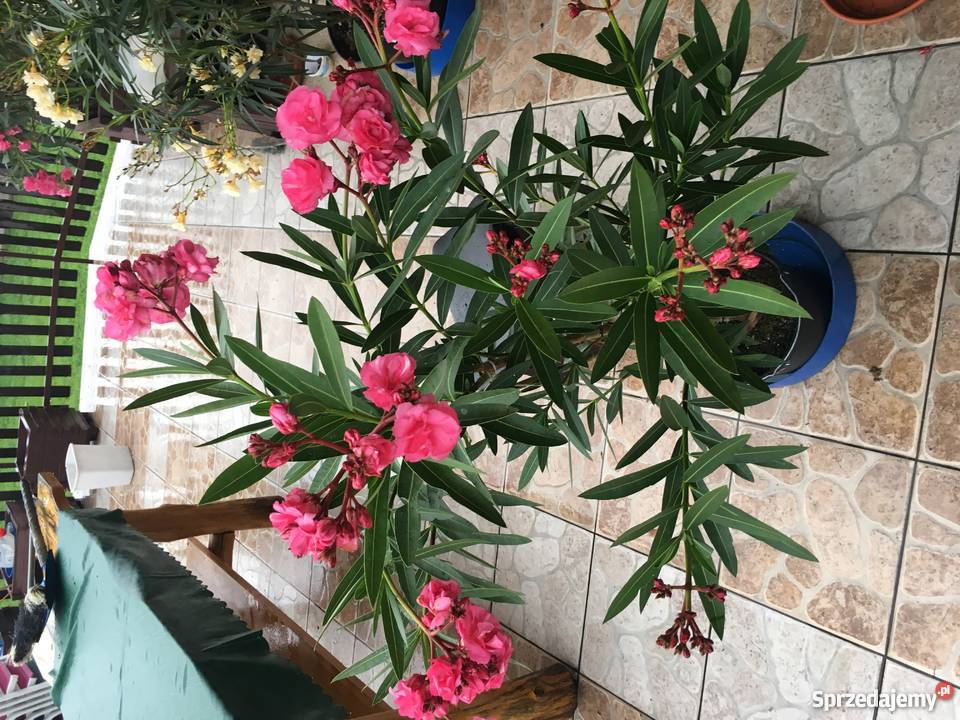 Szczepki oleander Brzeźnica