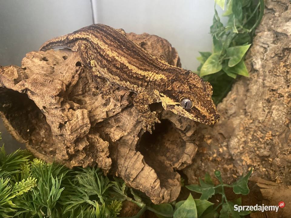 Gekon gargulcowy dorosły Gady i płazy Kraków