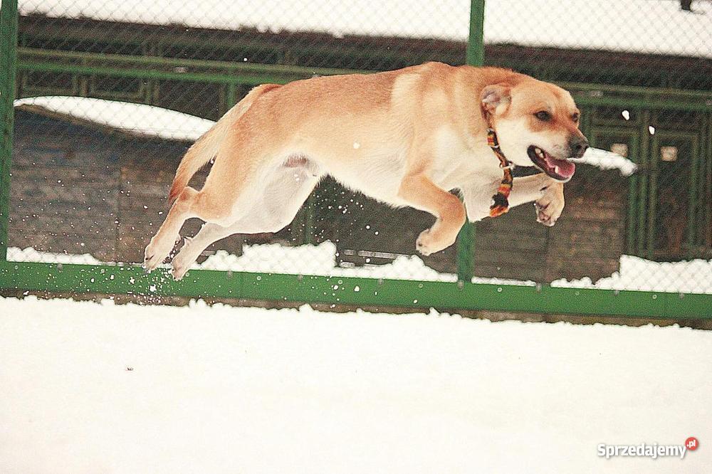 Bambi piesek szuka domu Psy sprzedam