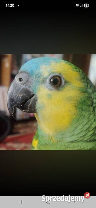 Amazonka xanthopteryx On świętokrzyskie