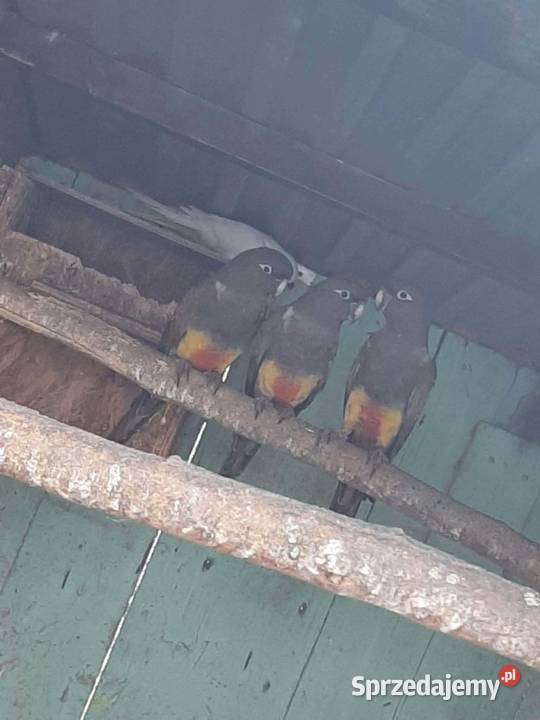Patagonki konury patagońskie