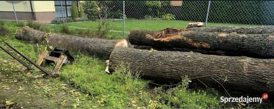 Jesion tartaczny Leśnictwo Biłgoraj